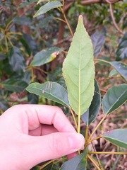 Elaeocarpus japonicus