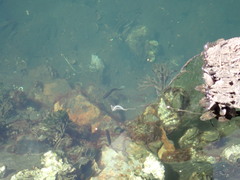 Trachinops caudimaculatus