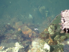 Trachinops caudimaculatus