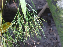Psilotum