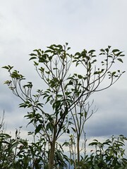 Elaeocarpus japonicus