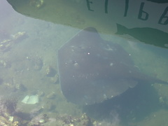 Bathytoshia brevicaudata