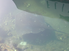 Bathytoshia brevicaudata