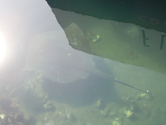 Bathytoshia brevicaudata