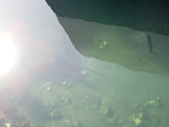 Bathytoshia brevicaudata