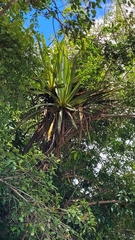 Cordyline indivisa