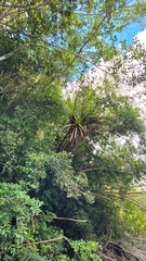 Cordyline indivisa