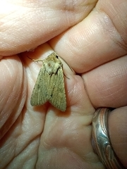 Ichneutica averilla