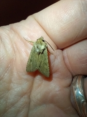 Ichneutica averilla