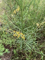 Crotalaria lanceolata