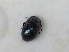 Chrysolina oricalcia