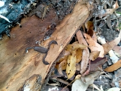 Hormurus
