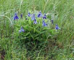Clematis integrifolia