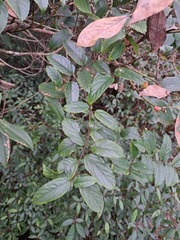 Rubus pyrifolius