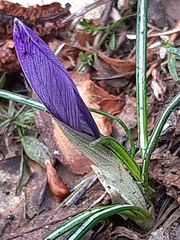Crocus neglectus