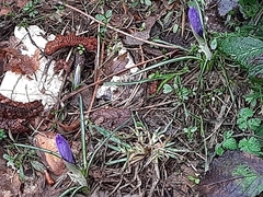 Crocus neglectus