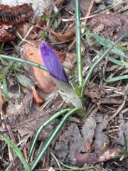 Crocus neglectus