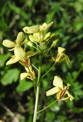 Diplotaxis siifolia