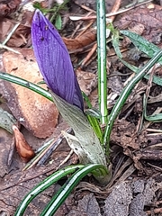 Crocus neglectus