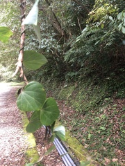 Pericampylus glaucus