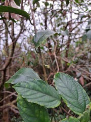 Rubus pyrifolius