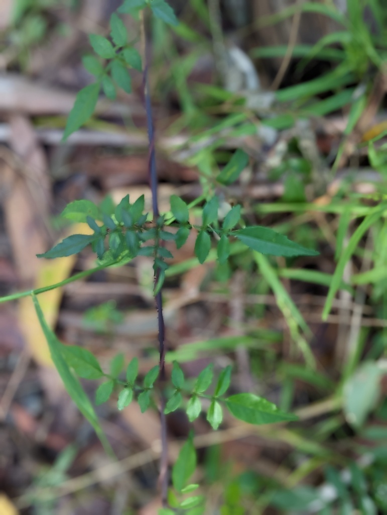 mints, plantains, olives, and allies from Sydney NSW, Australia on