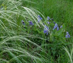 Clematis integrifolia