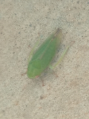 Cicadellidae