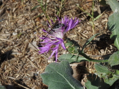 Centaurea sphaerocephala