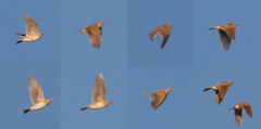 Alauda arvensis