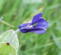 Clematis integrifolia