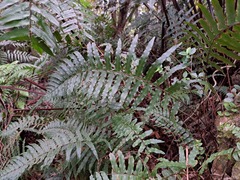 Microlepia hookeriana