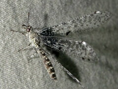 Bandidus breviusculus