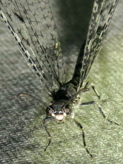 Bandidus breviusculus