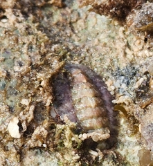Monetaria caputserpentis