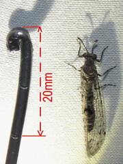 Bandidus breviusculus