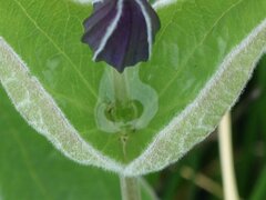 Clematis integrifolia