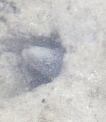 Gymnothorax pictus