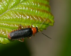 Cantharis flavilabris