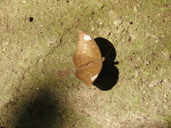 Tanaecia