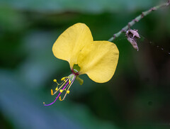 Aneilema aequinoctiale