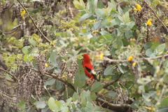 Drepanis coccinea