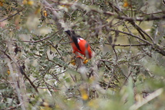 Drepanis coccinea
