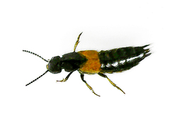 Philonthus spinipes