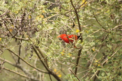 Drepanis coccinea