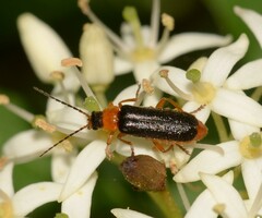 Cantharis flavilabris