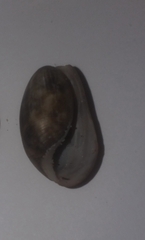 Bulla striata
