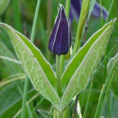 Clematis integrifolia