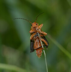 Cantharis flavilabris
