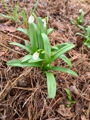 Galanthus woronowii
